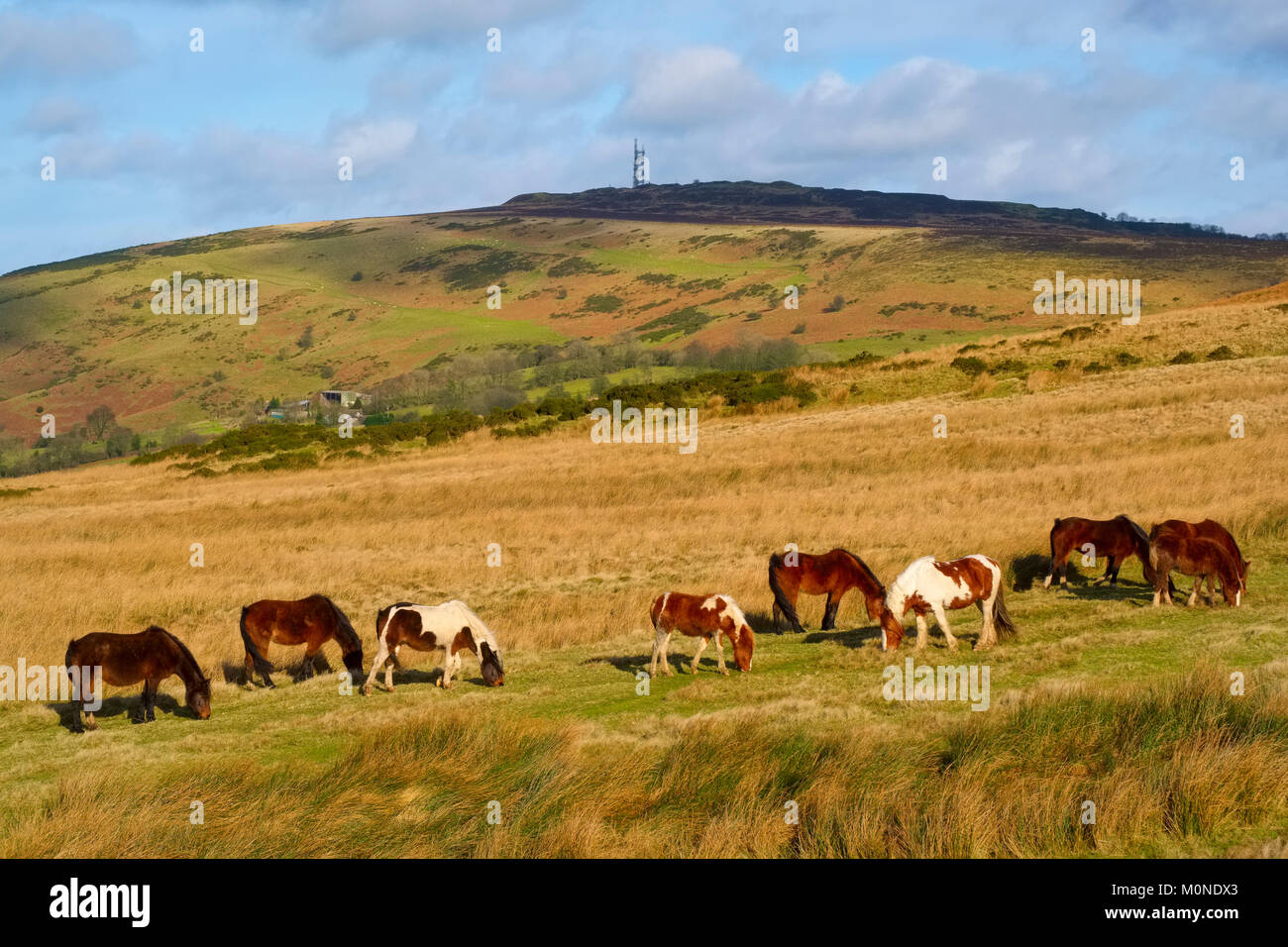 Eine Gruppe von wilden Ponys auf Braun Clee im Shropshire Hills, England, Großbritannien Stockfoto