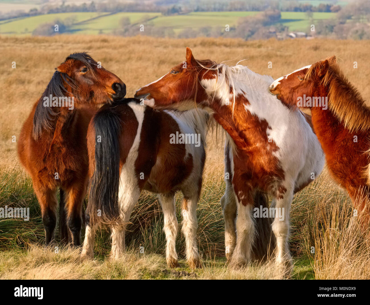 Eine Gruppe von wilden Ponys auf Braun Clee im Shropshire Hills, England, Großbritannien Stockfoto