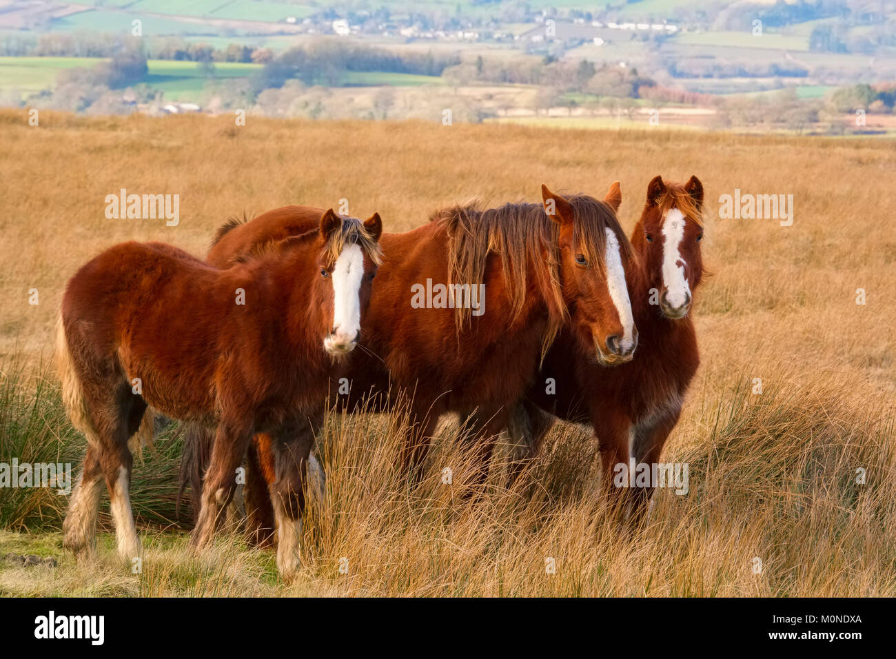 Eine Gruppe von wilden Ponys auf Braun Clee im Shropshire Hills, England, Großbritannien Stockfoto