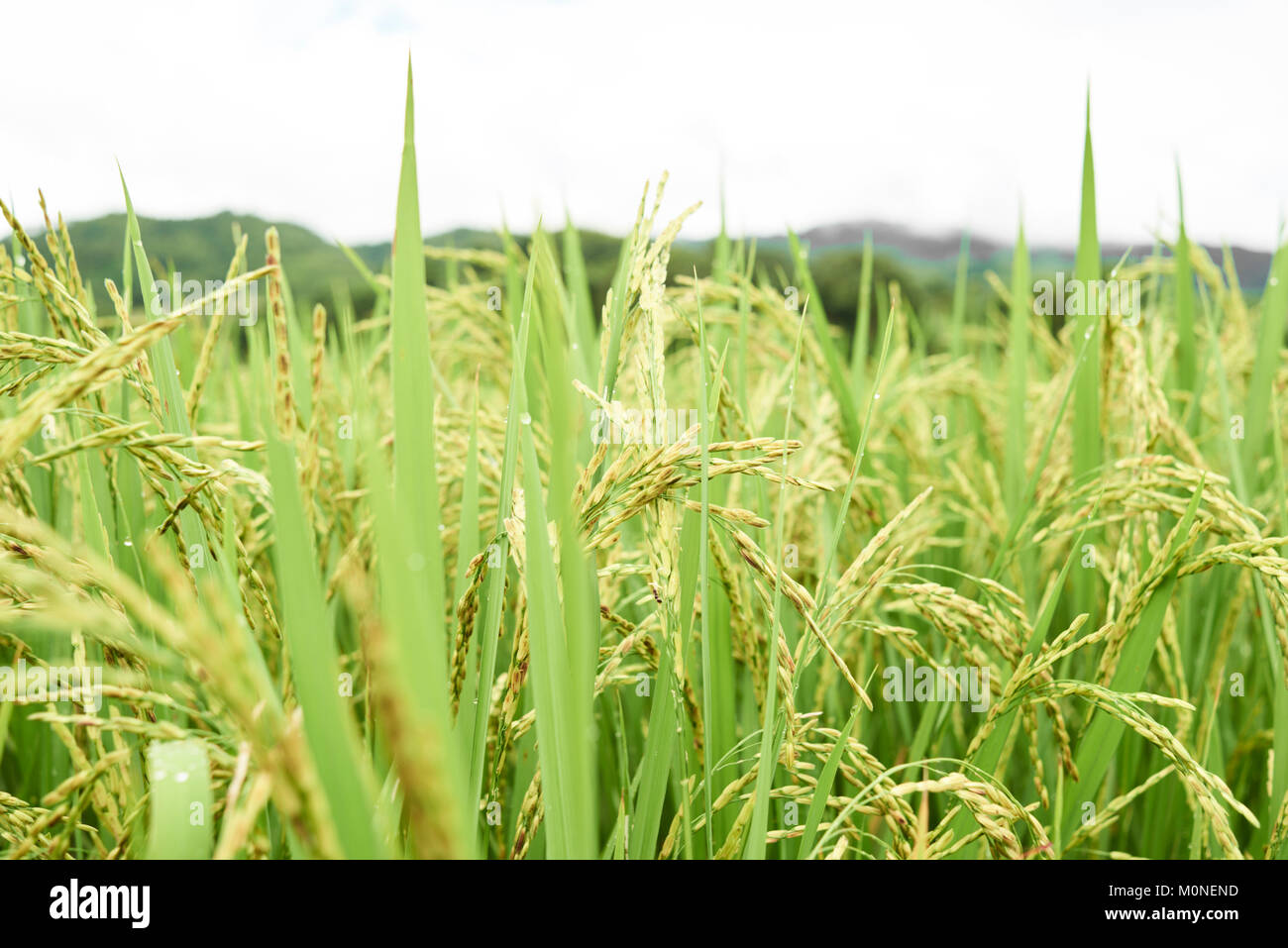 Nahaufnahme von Reis in der Blüte in einem Feld, Thailand. Stockfoto