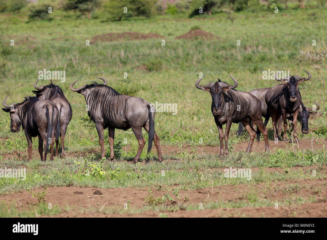 Eine Gruppe von Gnus auf Normalpapier in Südafrika Stockfoto
