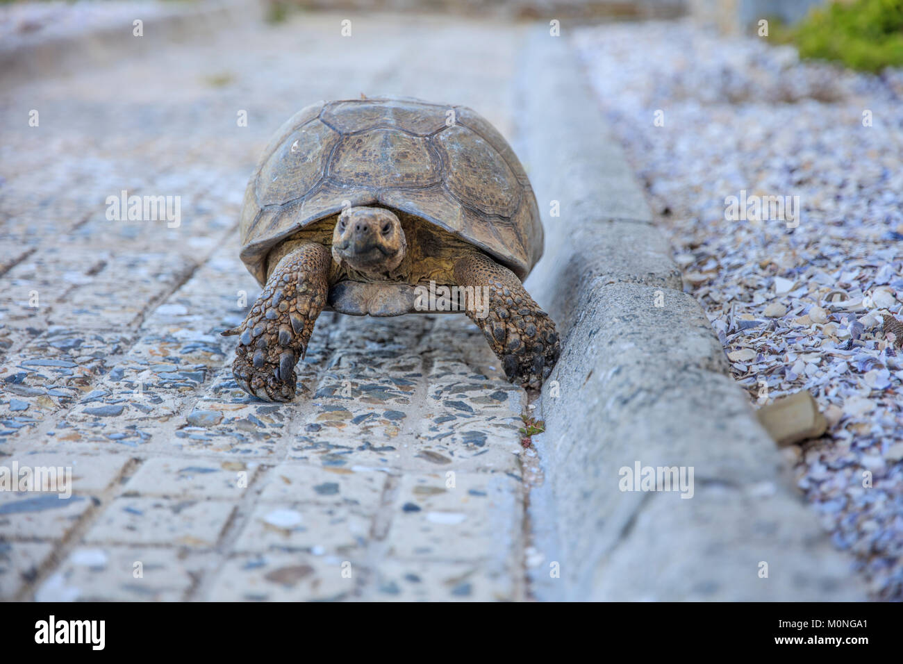 Südafrika, Kapstadt, Schildkröte zu Fuß neben dem Bürgersteig Stockfoto