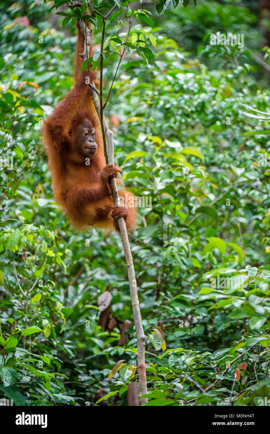 Orang-utan-Cub auf dem Baum in einen natürlichen Lebensraum. Bornesischen Orang-utan (Pongo pygmaeus wurmbii) in der wilden Natur. Regenwald der Insel Borneo. Indonesien Stockfoto