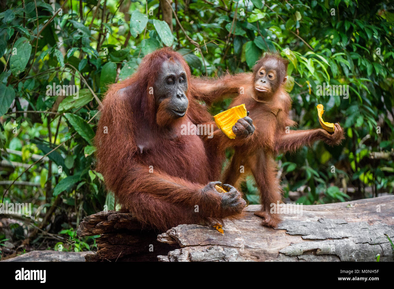 Mutter orangutan und Cub. Bornesischen Orang-utan (Pongo pygmaeus wurmbii) in der wilden Natur. Regenwald der Insel Borneo. Indonesien. Stockfoto