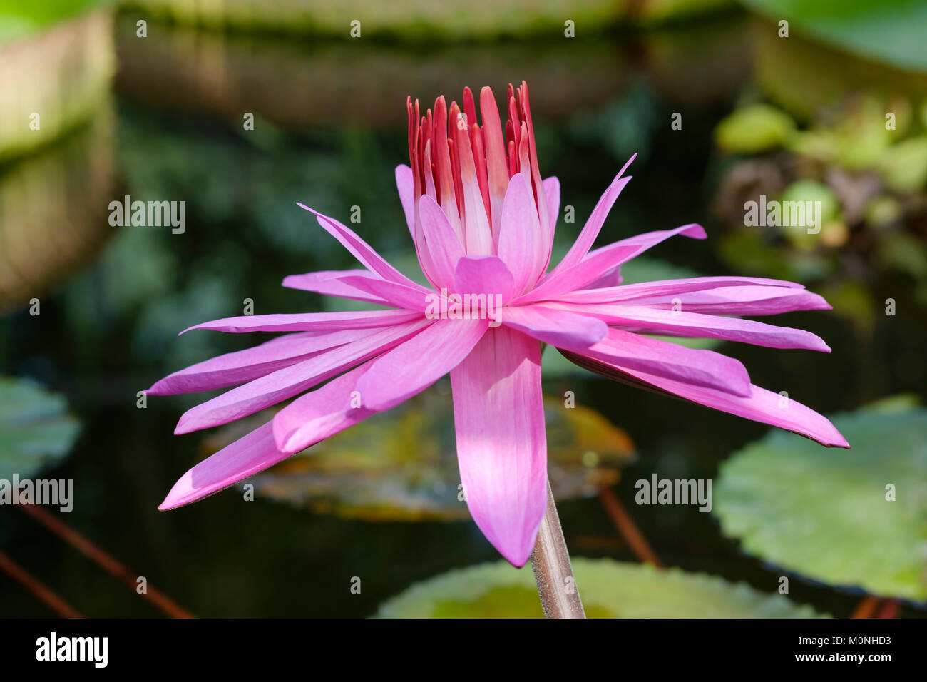 Gewachshaus Stockfotos Gewachshaus Bilder Alamy