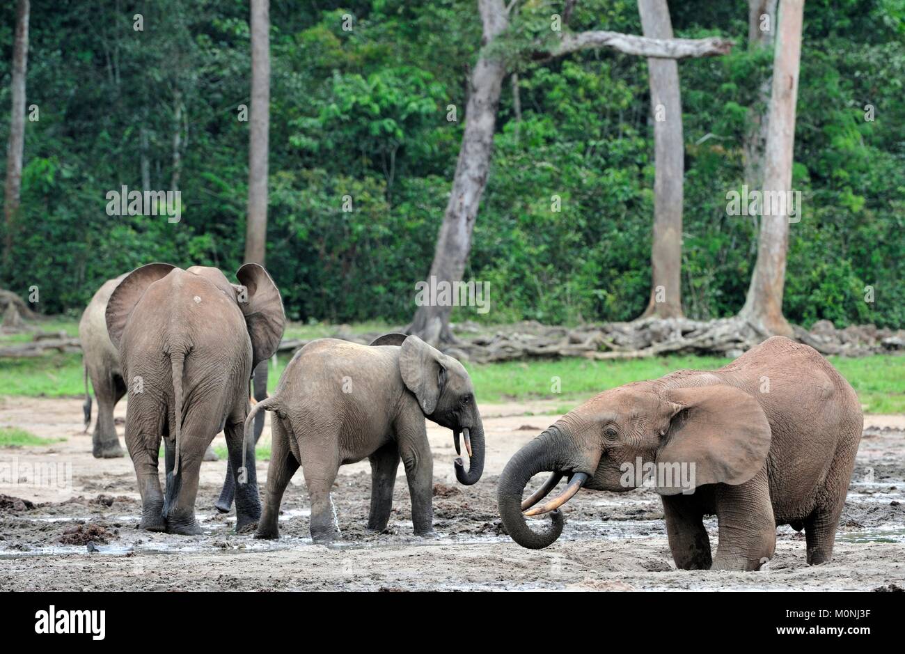 Die Afrikanischen Wald Elefant, Loxodonta africana cyclotis (Wald Wohnung Elefant) der Congo Basin. Auf der Dzanga Kochsalzlösung (a forest Clearing) Zentrale Stockfoto