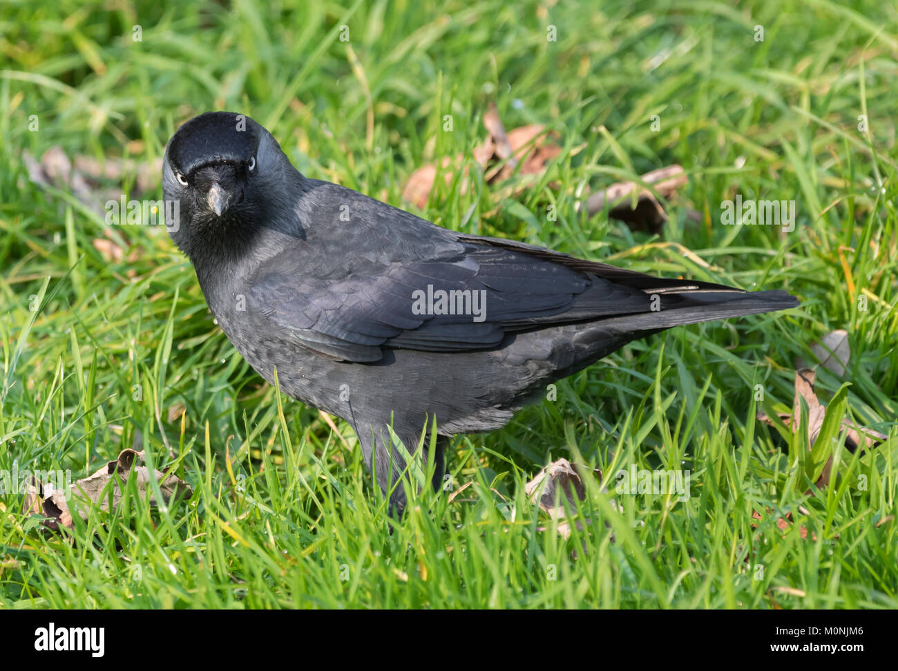 Eurasischen Dohle (Western Jackdaw, Europäischen Dohle, Corvus monedula) auf Gras an der Kamera im Winter in West Sussex, England, UK. Stockfoto