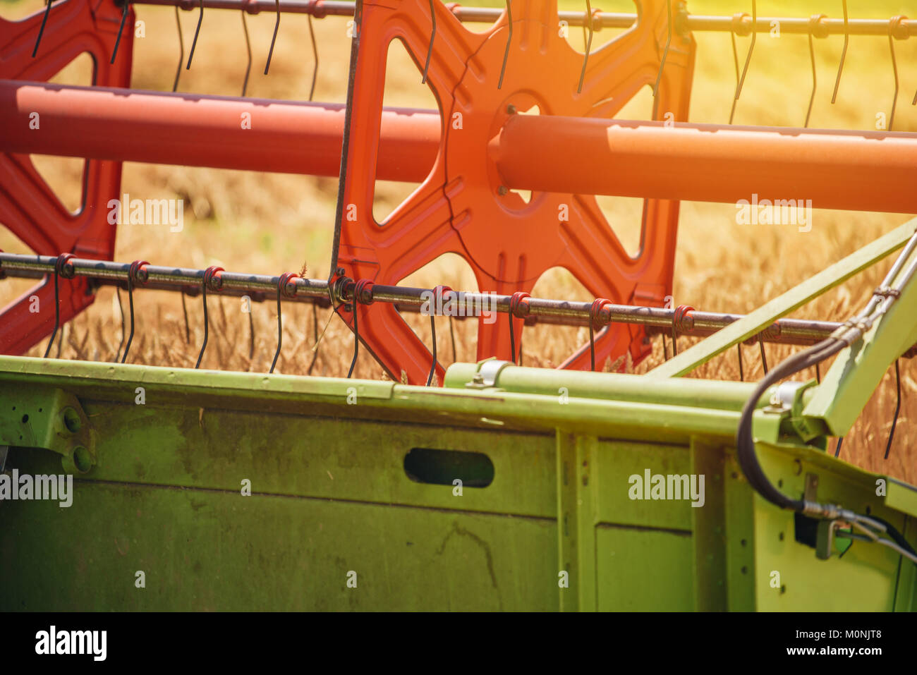 Feldhäcksler Maschine kombinieren die Ernte reif Weizen ernten in landwirtschaftlich genutzte Gebiet, selektiver Fokus Stockfoto