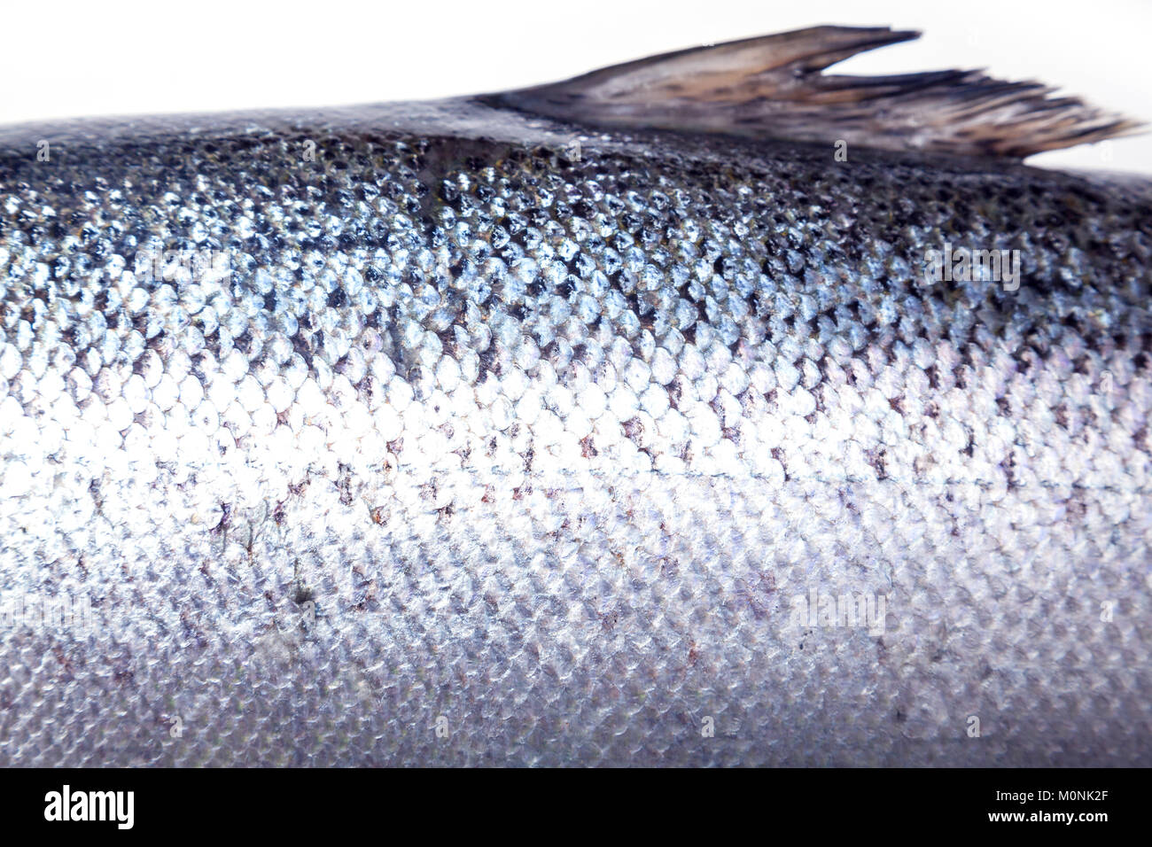 Atlantischer Lachs detail Fisch auf einem weißen studio Hintergrund isoliert Stockfoto