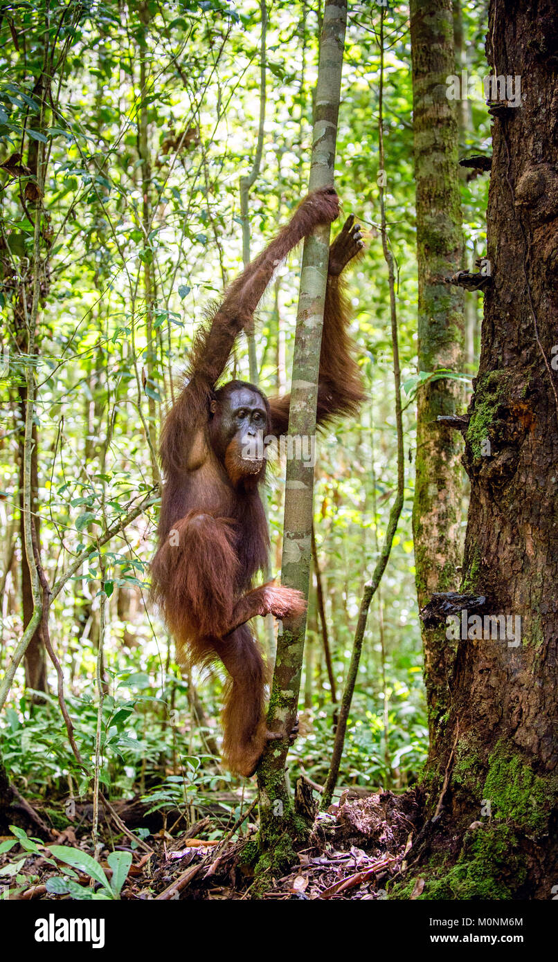 Junge männliche des Bornesischen Orang-utan im Baum einen natürlichen Lebensraum. Bornesischen Orang-utan (Pongo pygmaeus wurmbii) in der wilden Natur. Regenwald der Insel Stockfoto