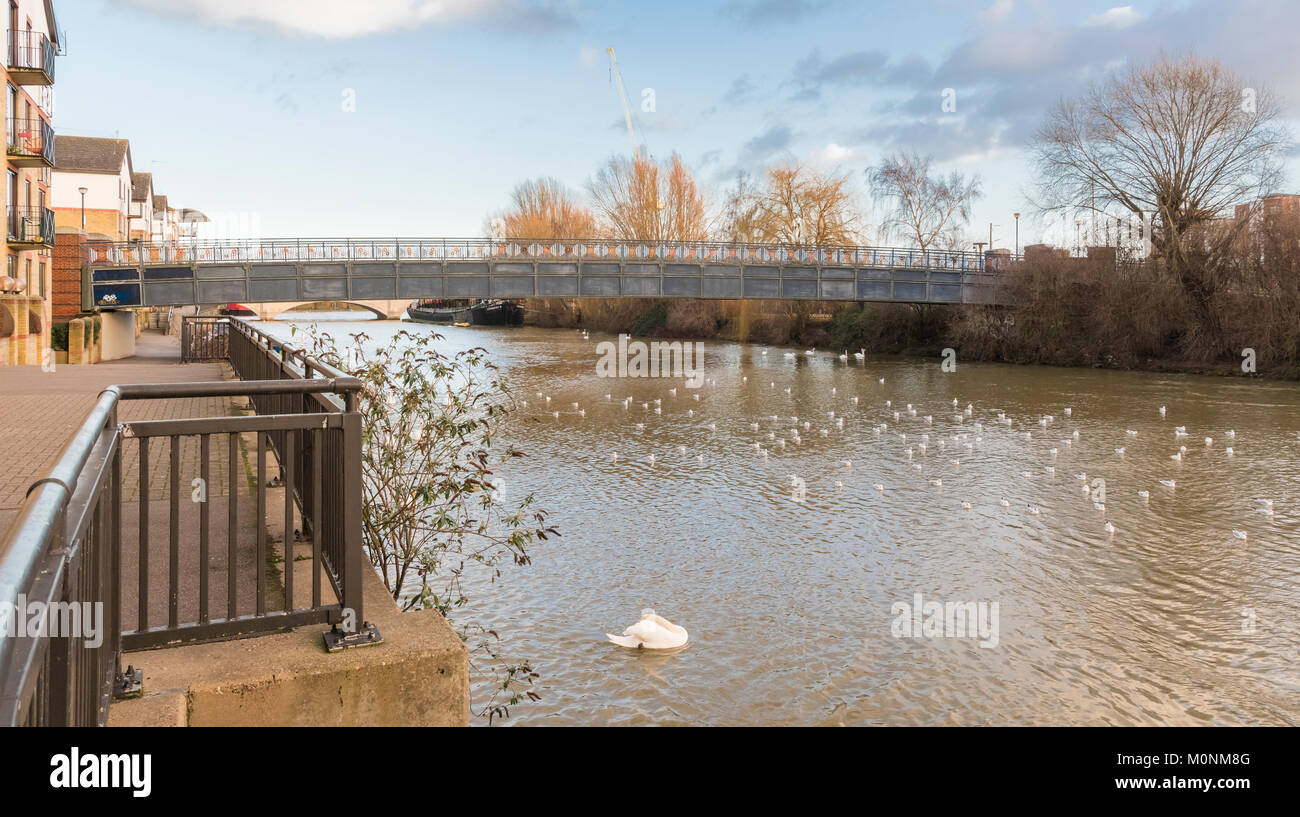 Der Fluss Nene im Zentrum von Peterborough, Cambridgeshire, England, Großbritannien Stockfoto