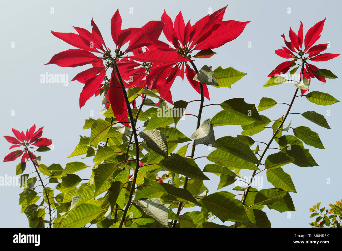 Red nepalesischen Blüten Weihnachtsstern mit grünen Blättern Stockfoto