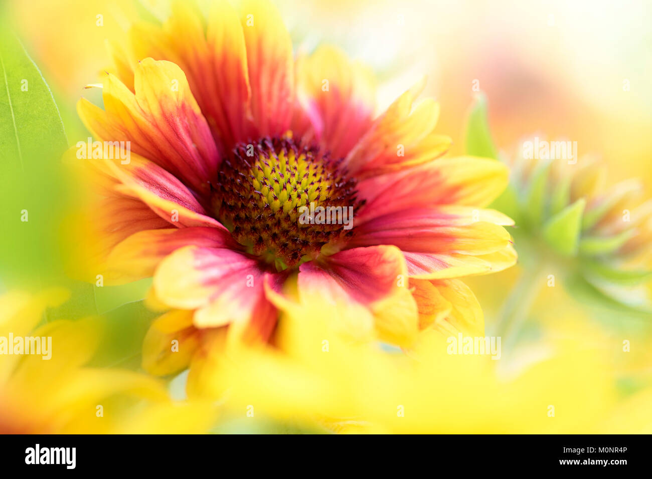 Nahaufnahme der Blüte im Roten und Gelben Decke Blume Stockfoto