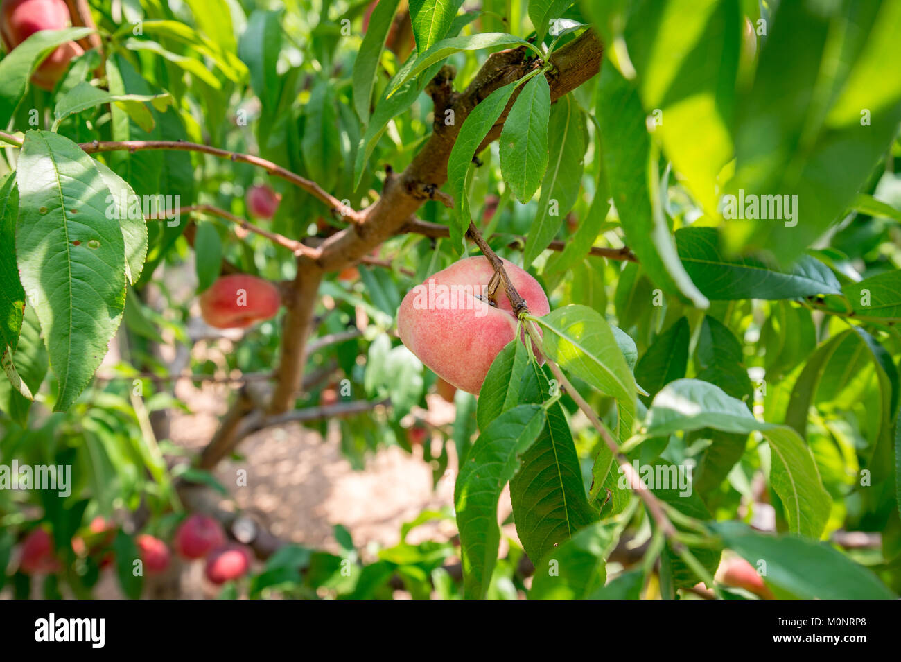 Nahaufnahme von fast reif Donut Pfirsich auf Baum, Shawsville, Maryland wachsende Stockfoto