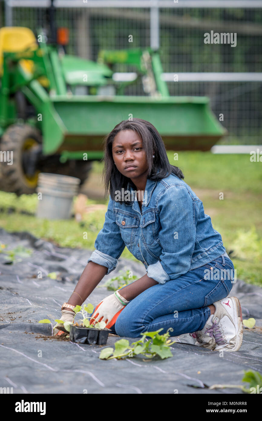 Junge afrikanische amerikanische Frau kniet auf den Boden zu Pflanzen, Gemüse, Baltimore, Maryland Stockfoto