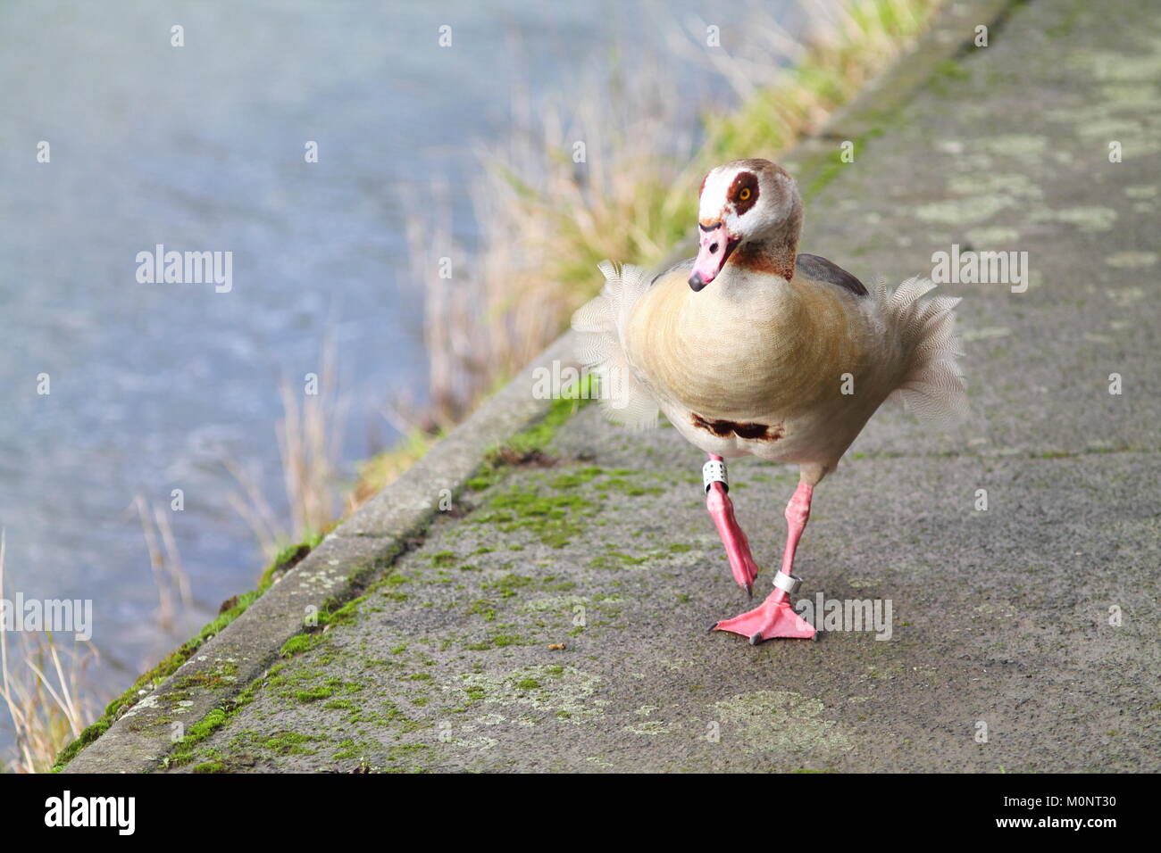 Nilgans, die auf die konkrete Böschung. Stockfoto