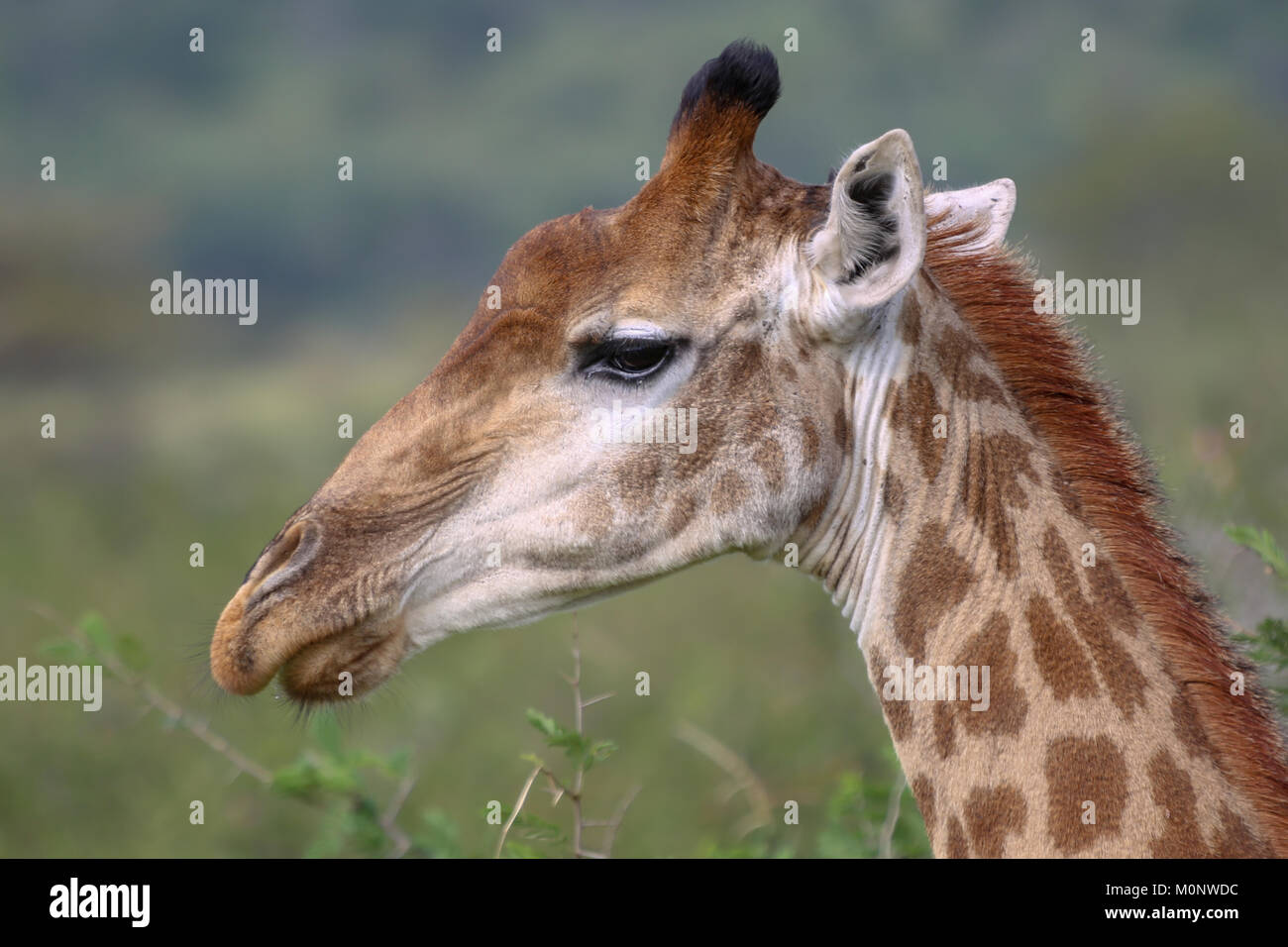 In der Nähe von Giraffe mit afrikanischen Steppe verschwommenen Hintergrund Stockfoto