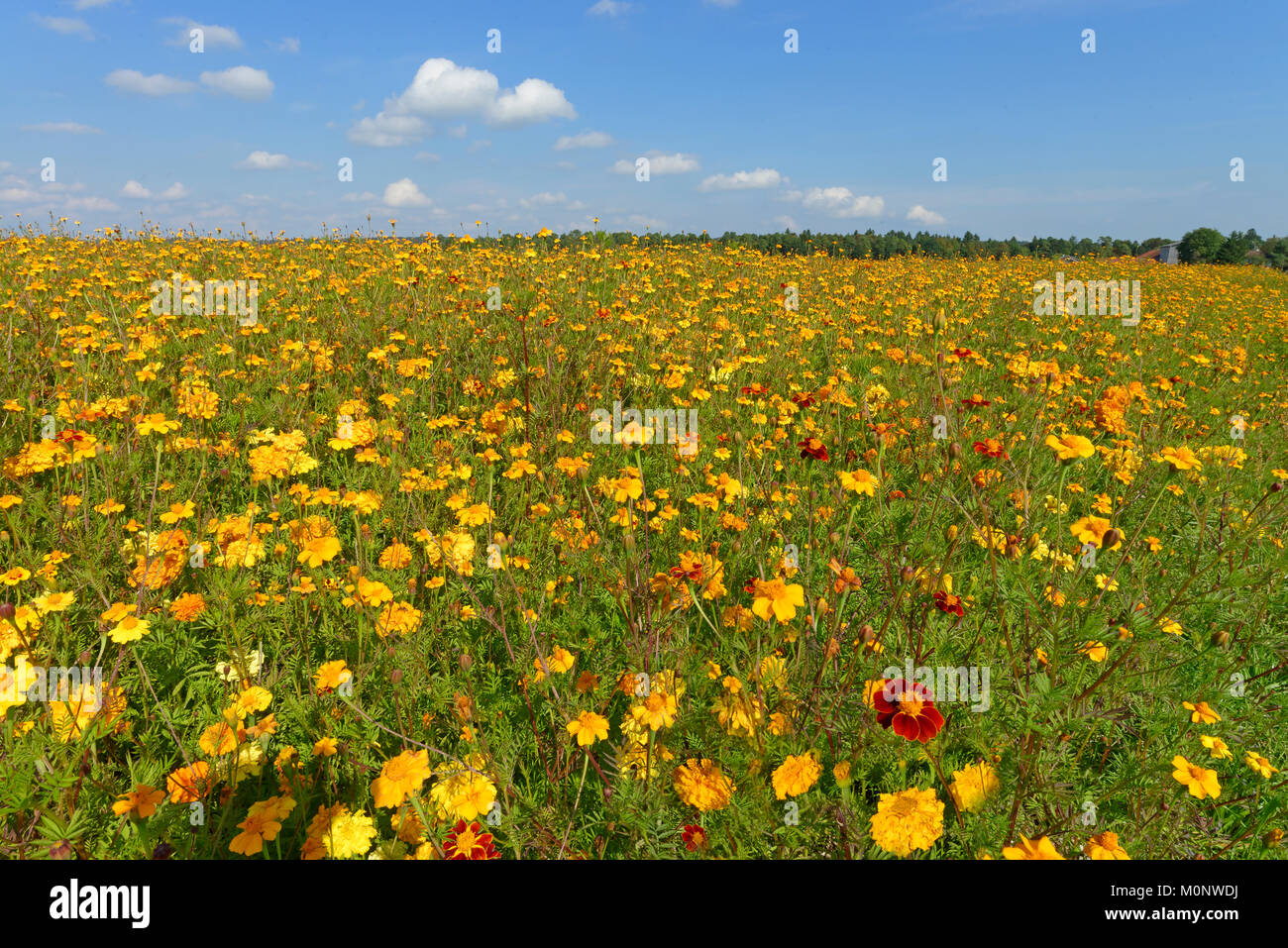 Gelb Tagetes (Tagetes) als grüner Dünger auf ein Feld, Oberbayern, Bayern, Deutschland Stockfoto