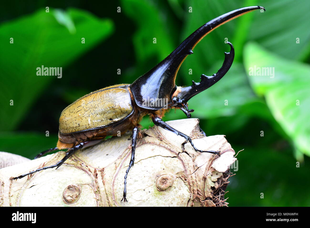 Eine Hercules Nashorn Käfer stellt für sein Portrait im Garten. Ich bin der schönsten Käfer der Welt. Stockfoto