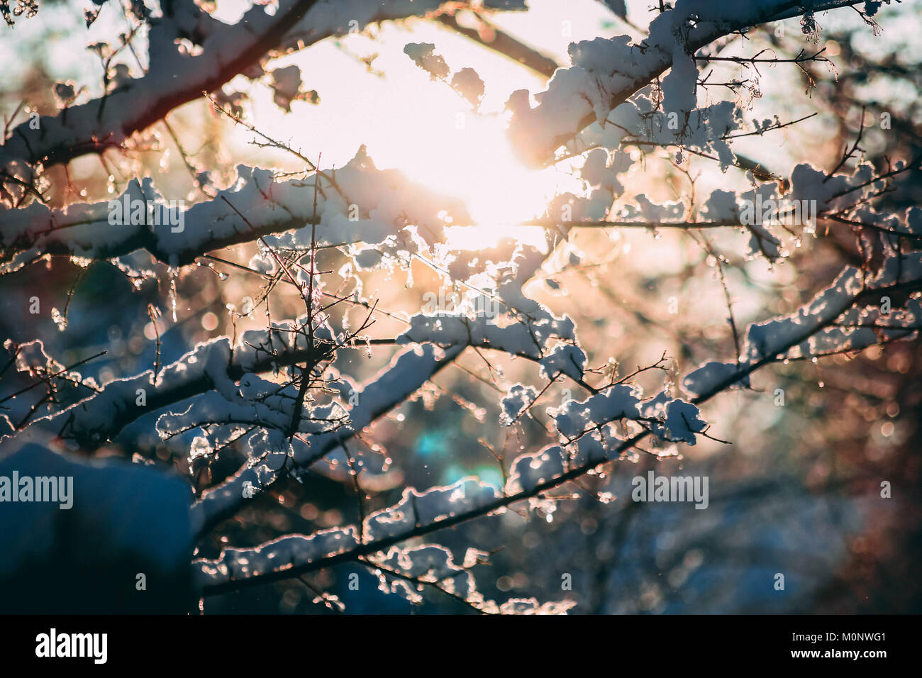 Closeup winter baum gegen Sonne Stockfoto