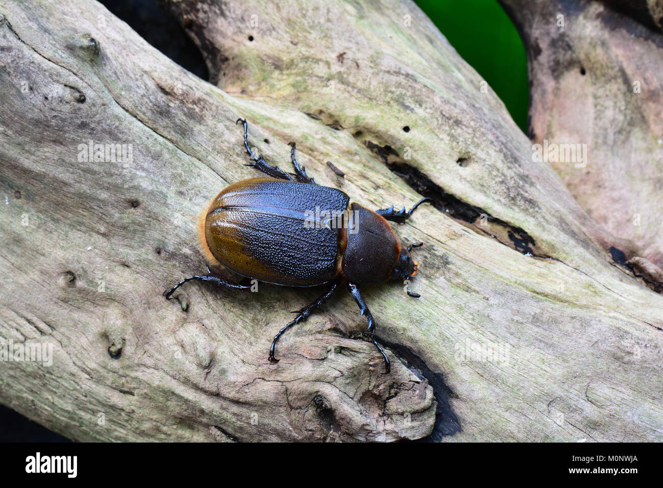 Eine weibliche Hercules beetle Lounges in den Gärten auf der Suche nach einem Kumpel. Stockfoto