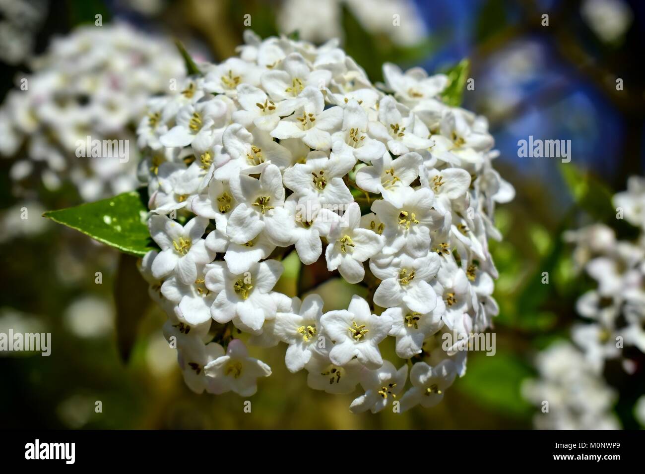 Natur, Blumen, Umwelt, Parks und Gärten Konzept - weiße Feder und duftenden Blume der Strauch Viburnum Carlcephalum. Stockfoto