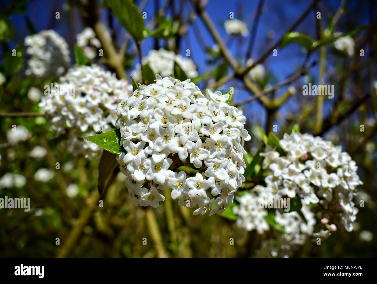 Grüner Strauch Mit Weißen Blumen Stockfotos und bilder Kaufen Alamy