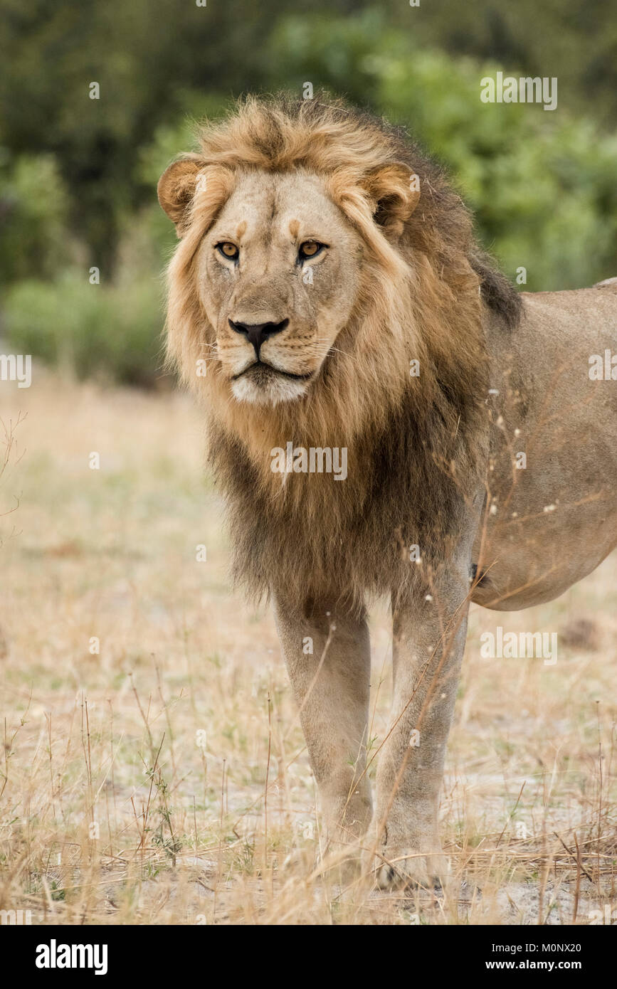Löwe (Panthera leo), männlich, Chobe National Park, Botswana Chobe District, Stockfoto