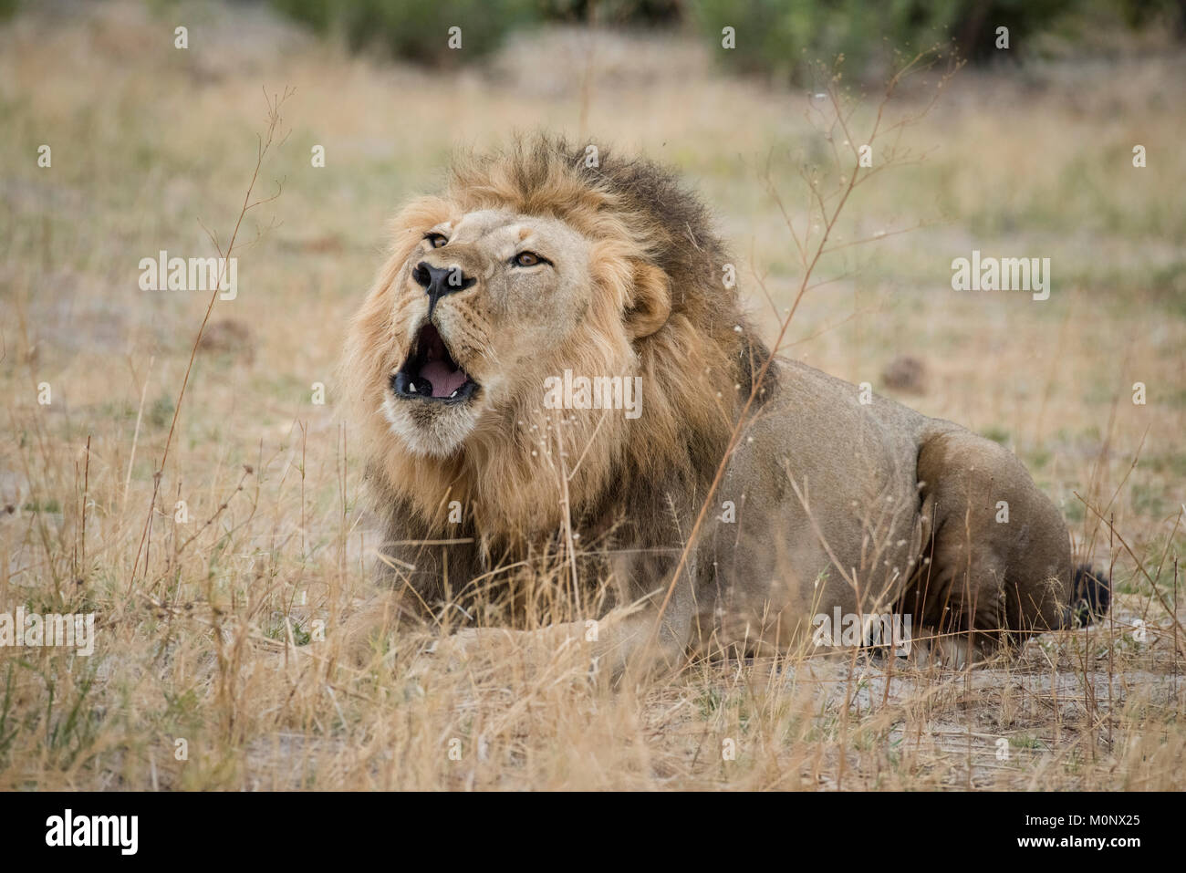Löwe (Panthera leo) brüllt, Männlichen liegt in trockenem Gras und brüllt, Savuti, Chobe National Park, Botswana Chobe District, Stockfoto