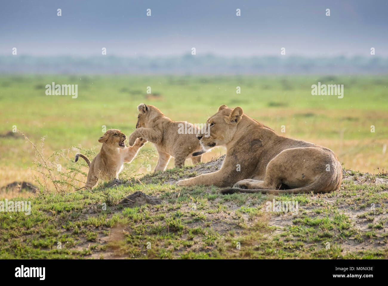Löwin (Panthera leo) spielen mit jungen Tieren, Savuti, Chobe National Park, Botswana Chobe District, Stockfoto