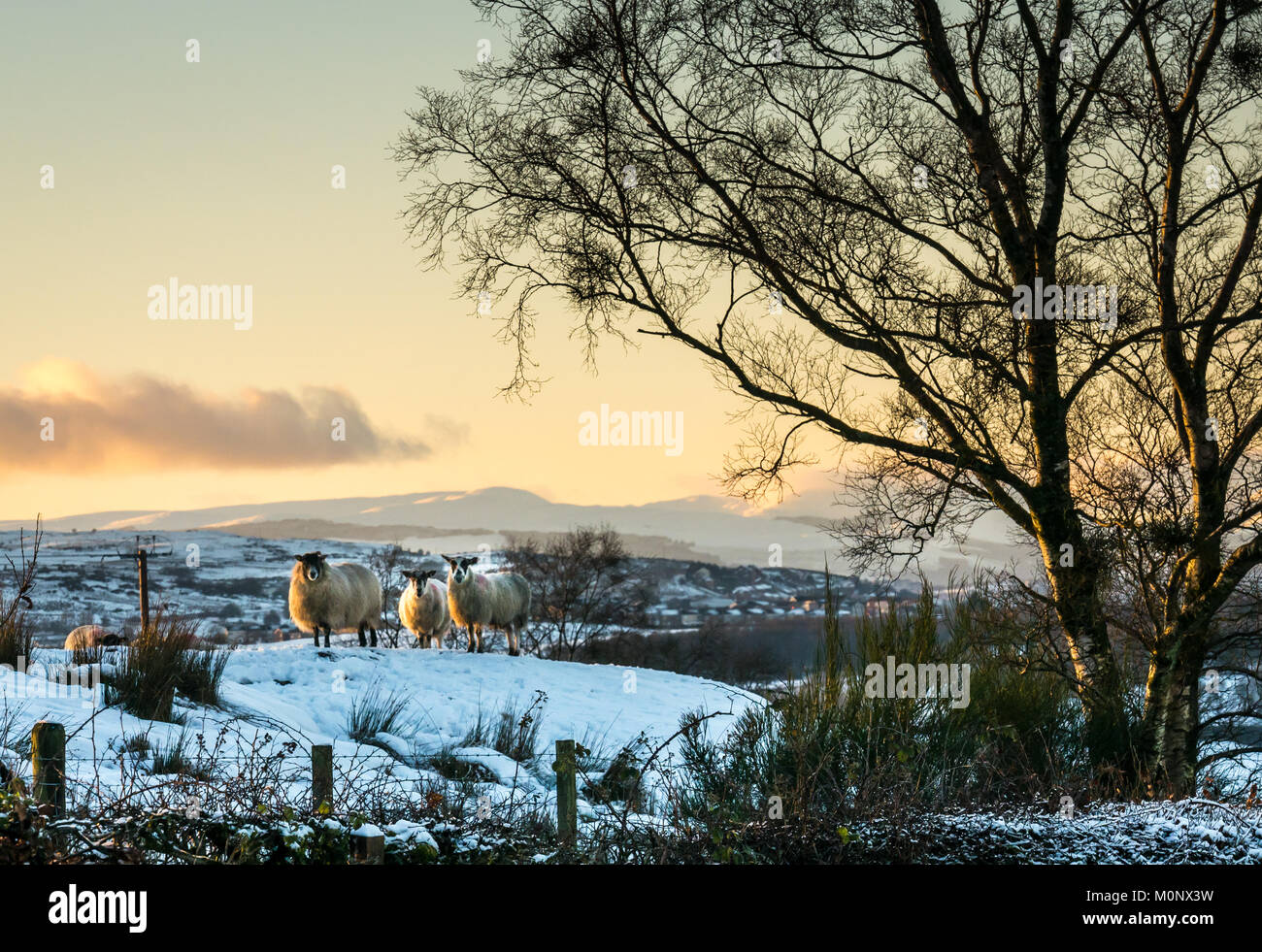 Neugierige Schafe aufpassen im Winter Schnee im abendlichen Licht in den Hügeln oberhalb von Clyde River, Strathclyde, Schottland, Großbritannien Stockfoto