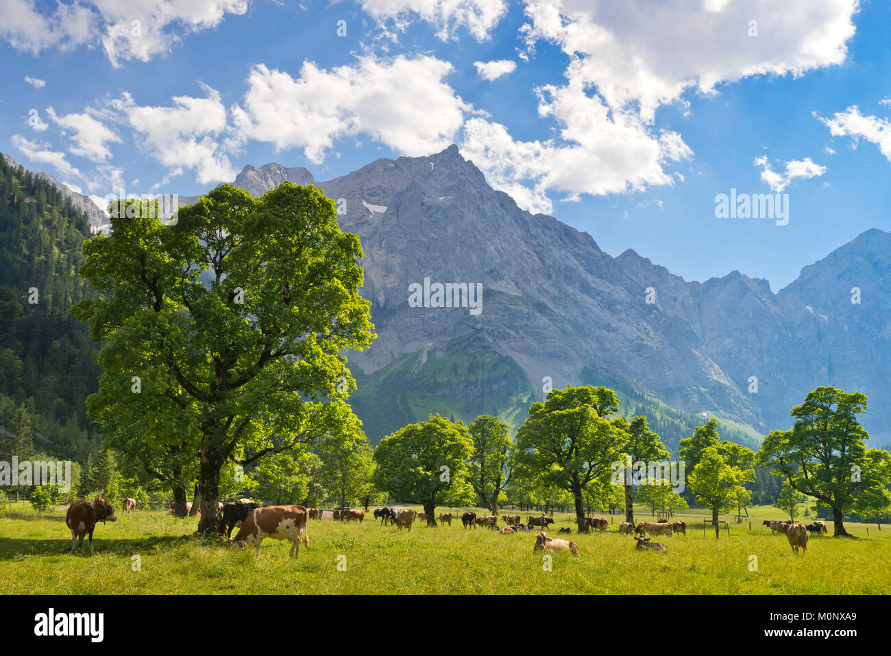 Grasende Kühe auf der Eng-Alm, Großer Ahornboden, Karwendel, Tirol, Österreich Stockfoto