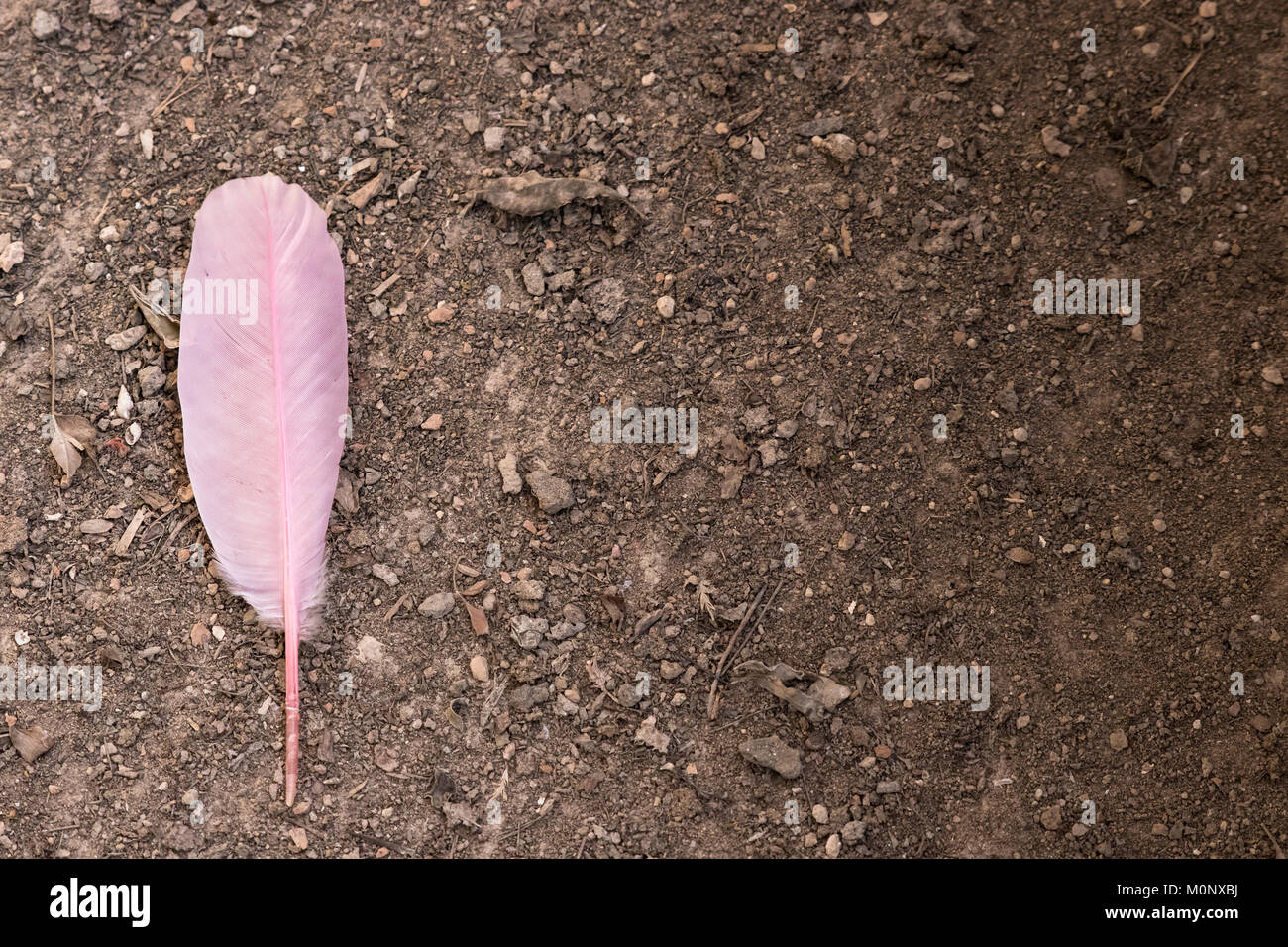 Eine Nahaufnahme von einem schönen rosa Federn auf dem Boden. Es vermittelt die Metapher, dass was ist nutzlos, zu einem Individuum kann tatsächlich etwas Precio Stockfoto