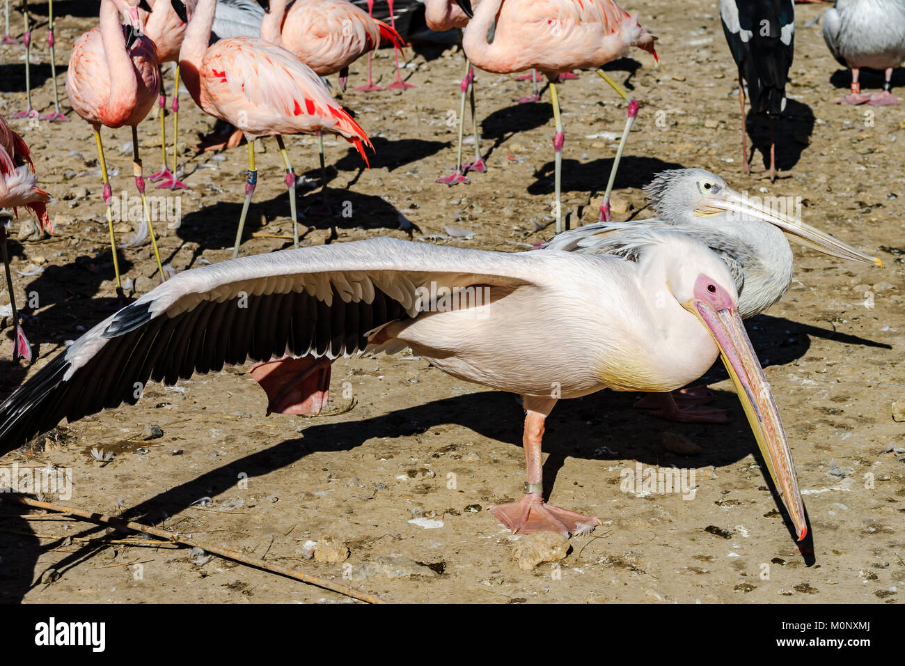 Selbst Pelican, Sport und Gymnastik Konzept gestreckt, Frankreich Stockfoto