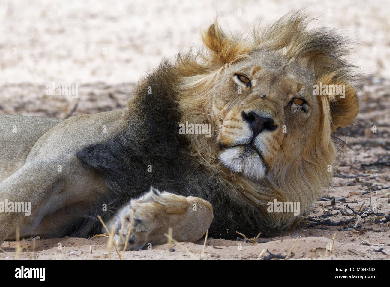 Schwarz unbewachtes Löwe (Panthera leo), männlich vernayi ruhend, Kgalagadi Transfrontier Park, Northern Cape, Südafrika Stockfoto