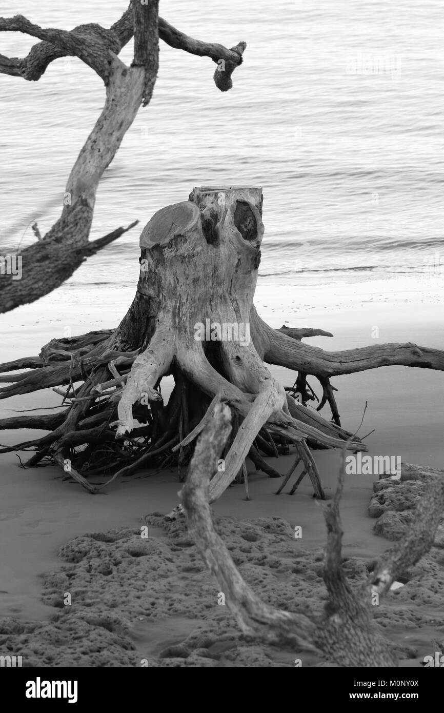 Driftwood stumpf auf Little Talbot Island, Florida, in schwarz-weiß Stockfoto