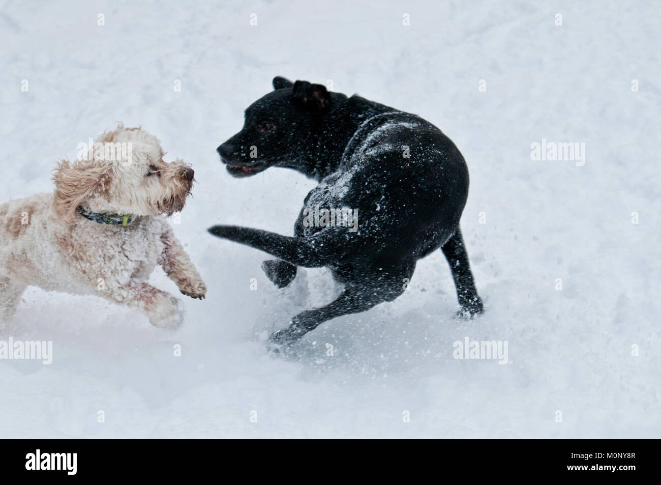 Schwarzer Labrador Retriever und Cockapoo playfighting im Schnee Stockfoto