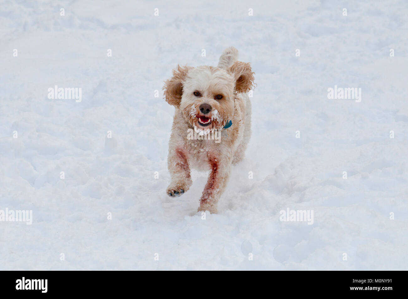 Cockapoo laufen im Schnee. Stockfoto