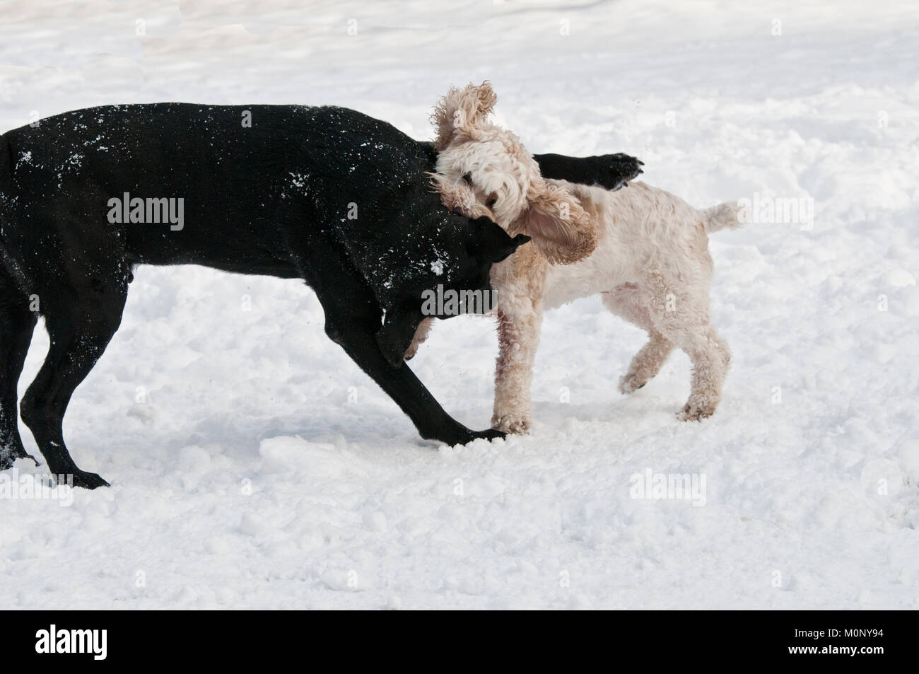 Schwarzer Labrador Retriever und Cockapoo playfighting im Schnee Stockfoto