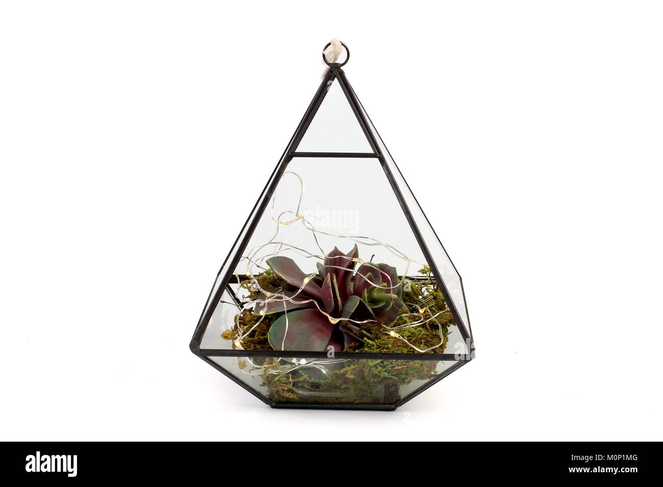 Hängende Glas Terrarium Pflanze Halter Stockfoto