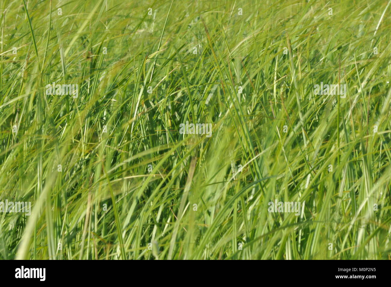 Seggen wiegen sich im Wind. Nasse Wiese während der heuernte. Üppigen, grünen Gras. Stockfoto