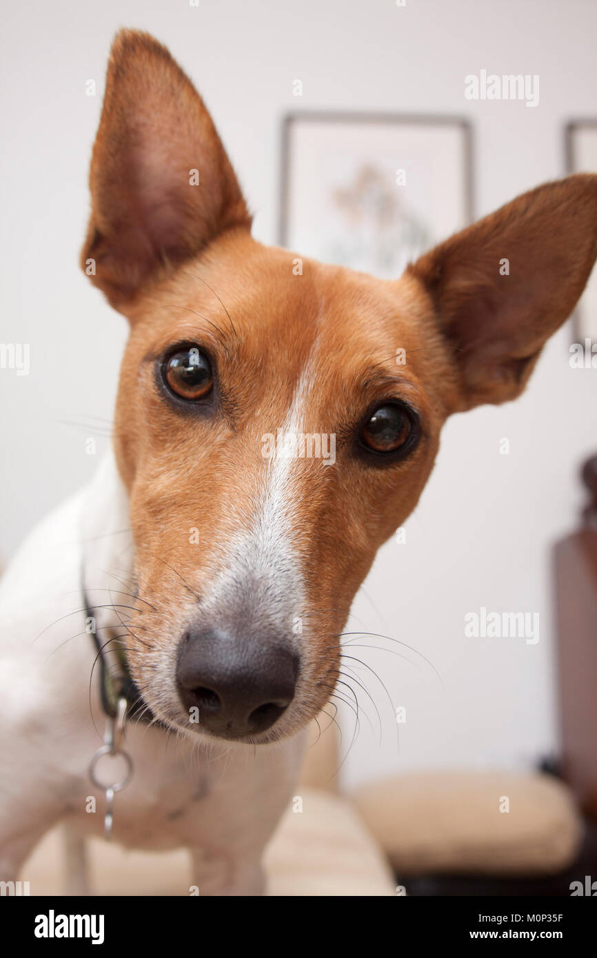 Jack Russell Terrier Welpen, Kopf und Schultern portrait Stockfoto