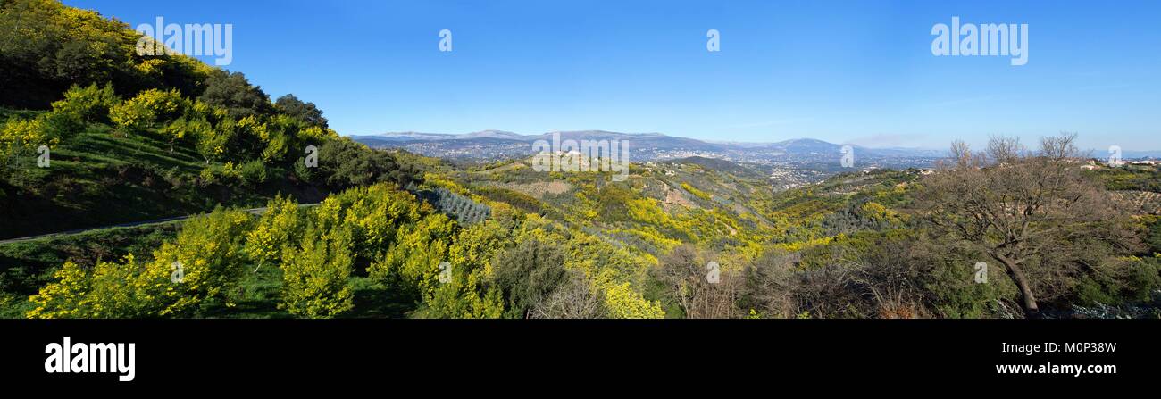 Frankreich, Var, Tanneron Berge, Tanneron, Mimosen Stockfoto