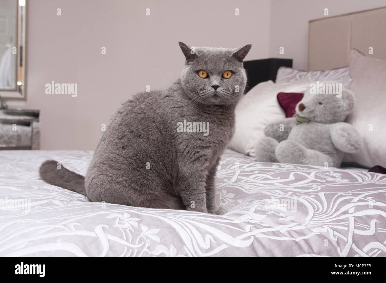 British Blue Shorthair Katze sitzt auf dem Bett Stockfoto
