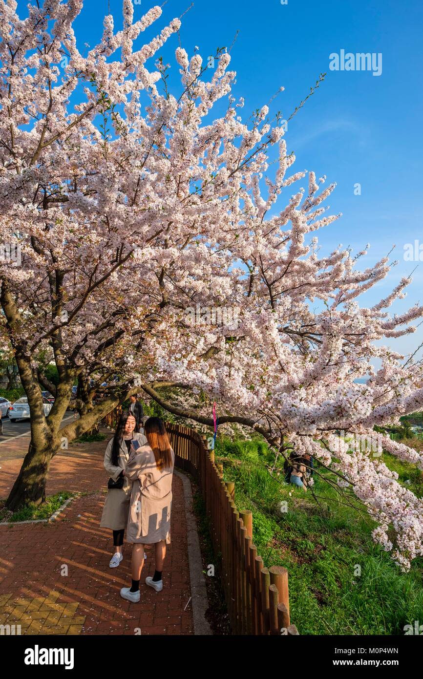 South Korea, Süd Gyeongsang Provinz, Busan, Haeundae, Kirschblüten Stockfoto
