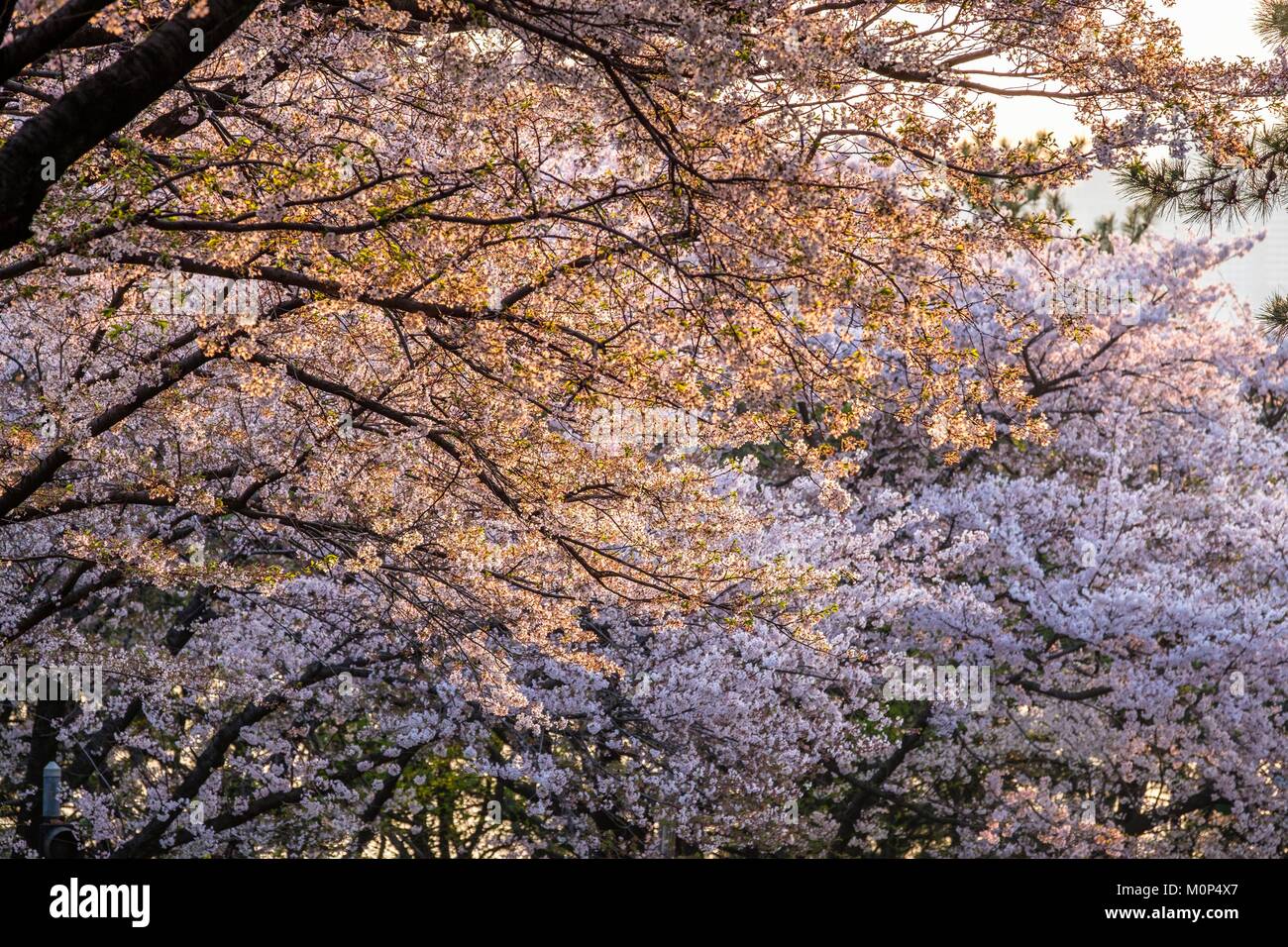 South Korea, Süd Gyeongsang Provinz, Busan, Haeundae, Kirschblüten Stockfoto