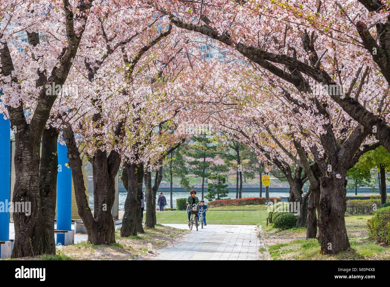 South Korea, Süd Gyeongsang Provinz, Busan, Haeundae Centum Bezirk, Stadt, Kirschblüten Stockfoto