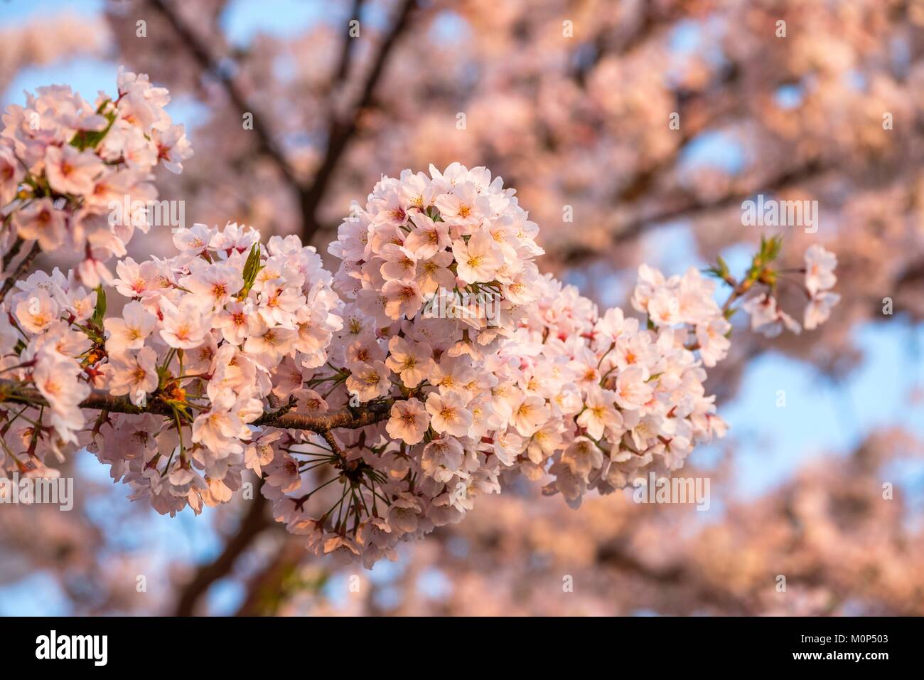 South Korea, Süd Gyeongsang Provinz, Busan, Haeundae, Kirschblüten Stockfoto
