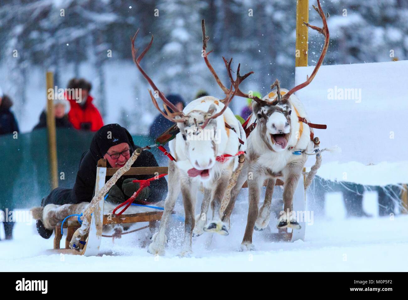 Schweden, Lappland, Region als Weltkulturerbe von der UNESCO, Norrbottens Län, Rentiere Rennen in Jokkmokk Sami Markt notiert Stockfoto