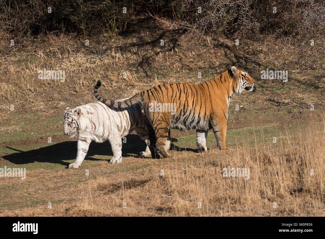 Südafrika, Private Reserve, Asiatische (Bengalen) Tiger (Panthera tigris tigris), eine regelmäßige und eine weiße, zwischen zwei Paaren Sitzungen Stockfoto